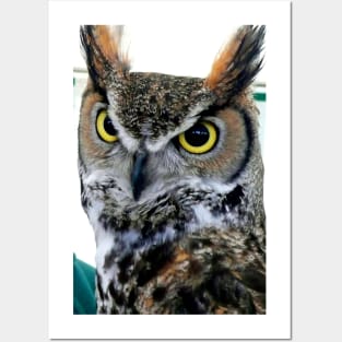 Great Horned Owl Bird Of Prey Posters and Art